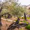 The-garden-of-gethsemane