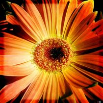 Orange is the flower by Ale Di Gangi