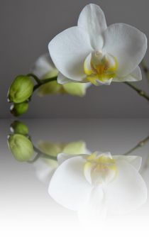 Spiegel Orchidee von Cornelia Guder
