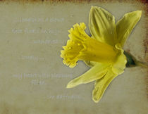 Yellow Daffodil von Jacqi Elmslie