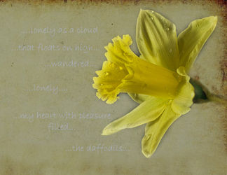 The-daffodil