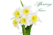 Beautiful spring flowers : yellow-white narcissus (Daffodil) by ivantagan