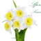 Narcissus-flowers-22