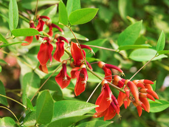 The-blossoming-a-barberry