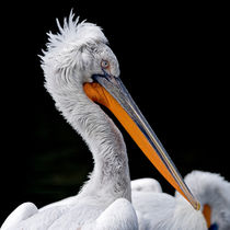 Proud Pelican by Keld Bach