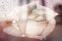 Softly in the Rain by Judy Hall-Folde