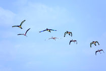 flamingos flying 1 von Leandro Bistolfi