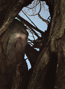 Dem Baum ein Gesicht geben  by Barbara  Keichel