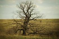 lonely tree by evgeny bashta