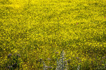 Field of Yellow von Steve Outram