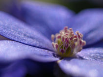 Pollenbällchen - Die Staubgefäße der Leberblümchen (Hepatica nobilis) mit Blütenstaub von Brigitte Deus-Neumann