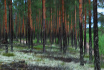 »Skogen« - schwedischer Wald von Peter Bergmann