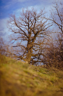 lonely tree by evgeny bashta