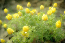 yellow flowers by evgeny bashta