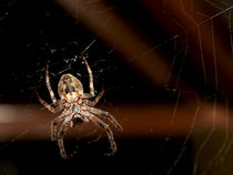 Big spider by Volodymyr Chaban