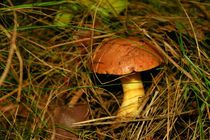 Suillus mushroom by Volodymyr Chaban