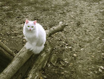 White cat von Volodymyr Chaban
