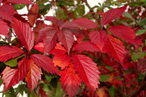 Red leaves von Volodymyr Chaban
