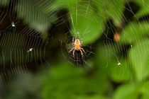 Spider on a web by Volodymyr Chaban