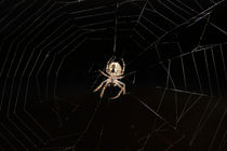 Spider on a web by Volodymyr Chaban