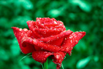 Red rose von Volodymyr Chaban