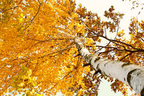 Birch tree in autumn by Volodymyr Chaban