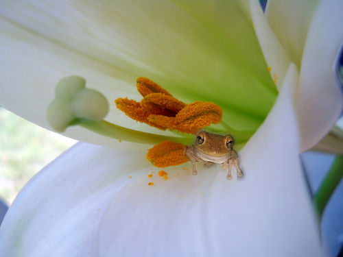 Frog-in-the-lily
