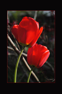 Rote Tulpen by hannahw