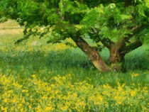 Wiese mit gelben Blumen und grünem Gras im Frühling by Matthias Hauser