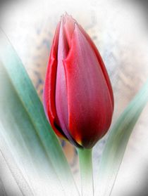 Tulpe by Maria-Anna  Ziehr