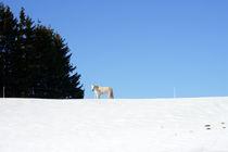 weiße Pferde von Bastian  Kienitz
