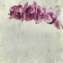 textured old paper background with magenta phalaenopsis orchid by Serhii Zhukovskyi