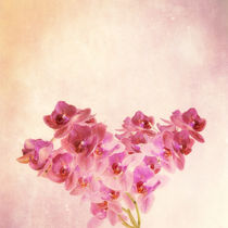 textured old paper background with  magenta phalaenopsis orchid by Serhii Zhukovskyi