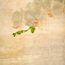 textured old paper background with white and magenta phalaenopsis orchid by Serhii Zhukovskyi