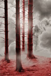Forest Trees n Red by CHRISTINE LAKE