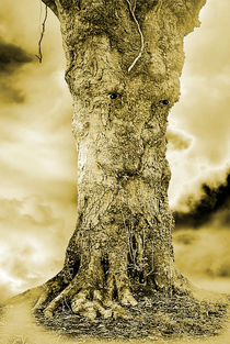 Old Man Tree by CHRISTINE LAKE