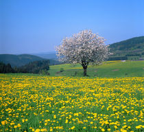 Frühlingslandschaft mit Obstbaumblüte und Löwenzahnwiesen von Manfred Koch
