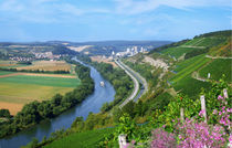 Panoramablick von den Weinbergen zum Main von Manfred Koch