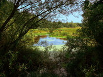 Weidenmosaik mit Blick zu leuchtendem Teich mit Schilf von Manfred Koch