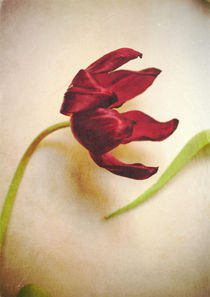 Tulip von Sybille Sterk