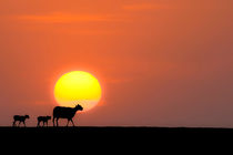 sheep at sunset von Leandro Bistolfi