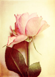 Vintage Rose von Sybille Sterk