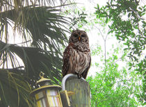 Barred Owl by Judy Hall-Folde