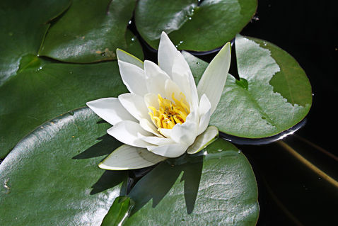 White-water-lilly