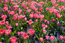 Tulpen in pink - der Frühling ist da by Matthias Hauser