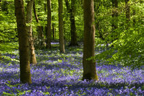 Bluebell Woods by David Tinsley