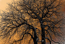 Trees von Leopold Brix