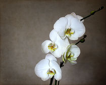White Orchid von Milena Ilieva