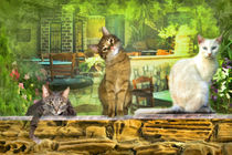 Cafe Cats by Trudi Simmonds