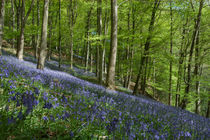 Bluebell Hill by David Tinsley